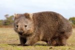 abc Wombat.jpg